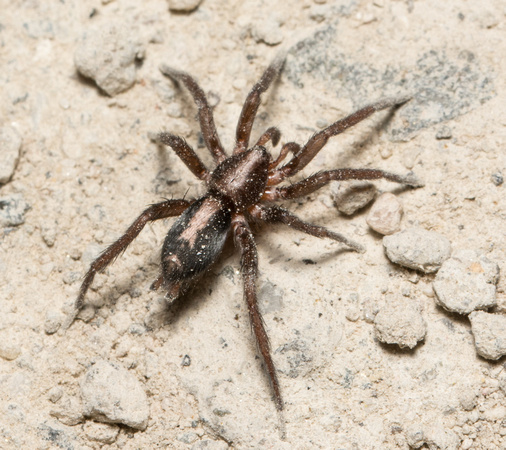 Western Parson Spider - Herpyllus propinquus