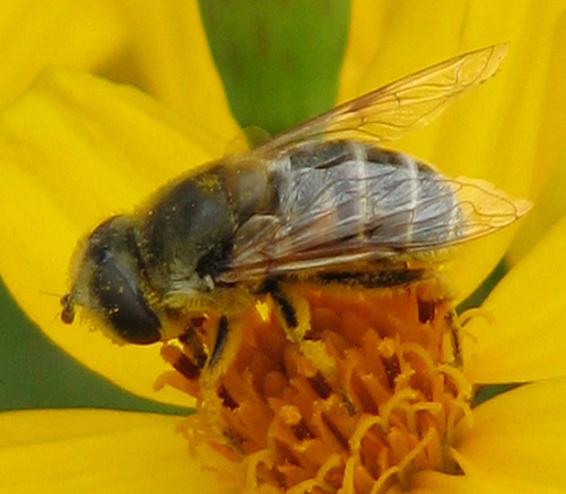 Drone fly - Eristalis or Palpada sp.?