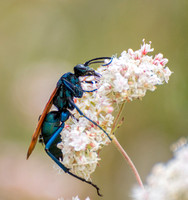 Tarantula Hawk - Pepsis sp.