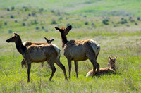 Tule Elk - Cervus canadensis ssp. nannodes