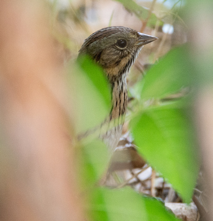 Lincoln's Sparrow - Melospiza lincolnii