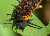 Pipevine swallowtail - Battus philenor