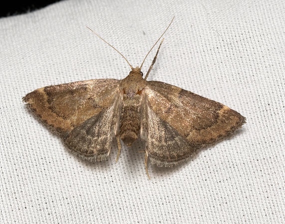Hayworm moth -  Hypsopygia sp.