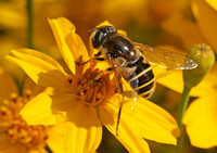 Drone fly - Eristalis or Palpada sp.?