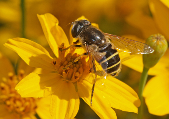 Drone fly - Eristalis or Palpada sp.?