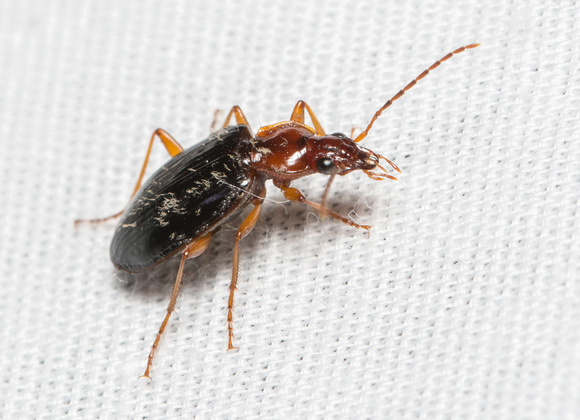 Carabid beetle - Platynus brunneomarginatus