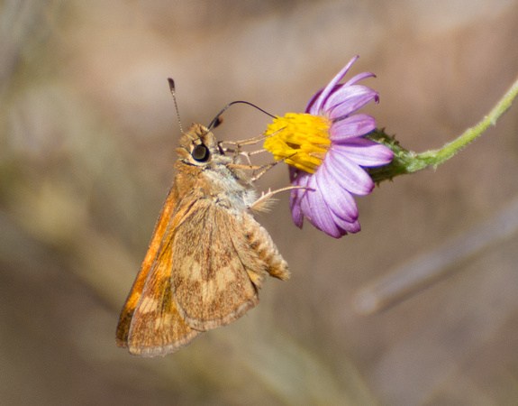 Woodland skipper - Ochlodes sylvanoides