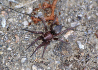 Ground spider 2 - Unidentifed sp.
