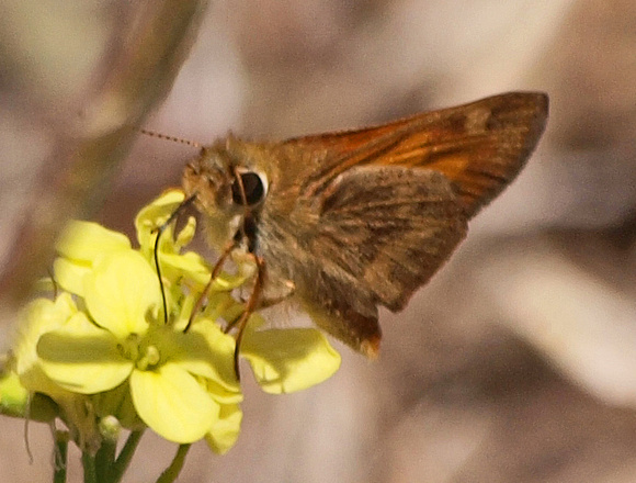 Woodland skipper - Ochlodes sylvanoides