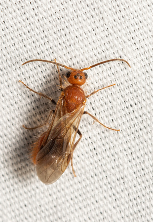 Nocturnal velvet ant - Sphaeropthalma unicolor