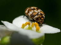 Carpet beetle - Anthrenus verbasci