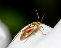 Western Tarnished Plant Bug - Lygus hesperus