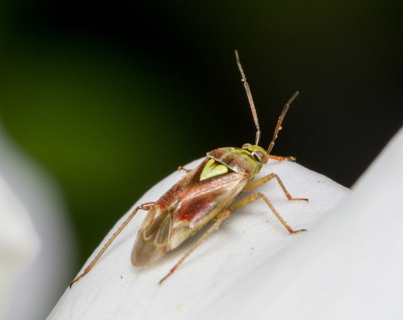 Western Tarnished Plant Bug - Lygus hesperus