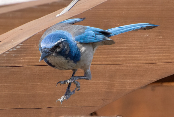 California Scrub Jay - Aphelocoma californica