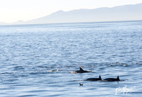 Long-beaked common dolphin - Delphinus capensis