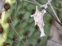 Silver argiope - Argiope argentata (egg sac)