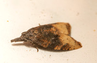 Omnivorous Leafroller Moth - Platynota stultana
