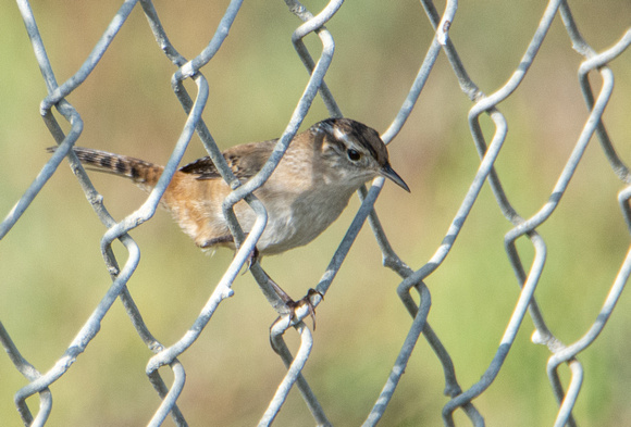Marsh Wren - Cistothorus palustris