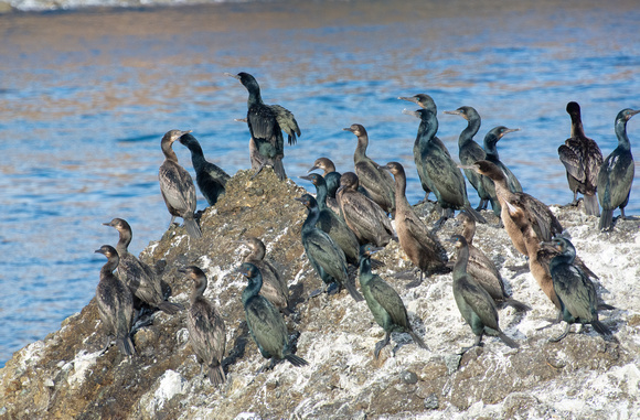 Brandt's Cormorant - Urile penicillatus
