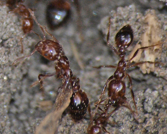 Red imported fire ant (RIFA) - Solenopsis invicta