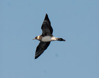 Pomarine Jaeger - Stercorarius pomarinus