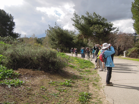 Bonelli before the rain