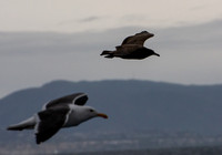 Heerman's Gull - Larus heermanni, Western Gull - Larus occidentalis