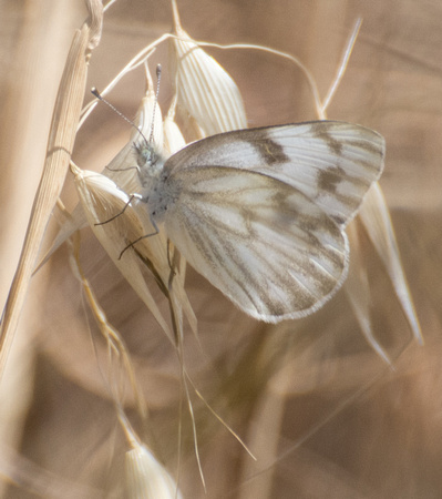 Checkered White - Pontia protodice