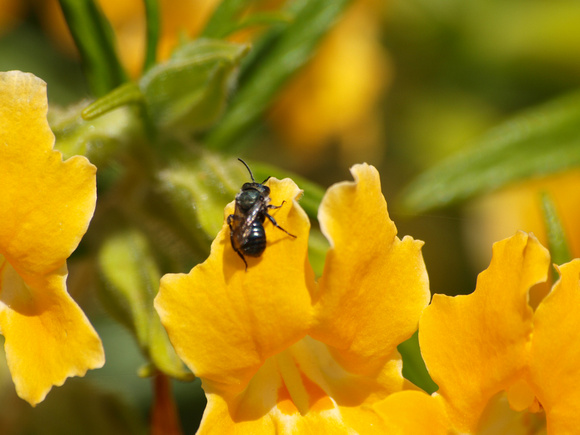 Mason bee - Osmia sp.