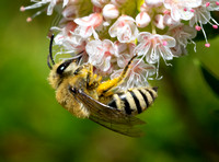 Cellophane bee - Colletes (selvini?)