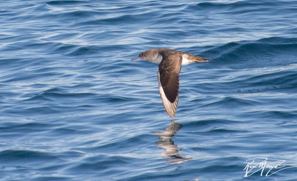 Black-vented Shearwater - Puffinus opisthomelas