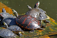 Florida red-bellied turtle -  Pseudemys nelsoni