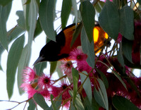 Baltimore Oriole - Icterus galbula