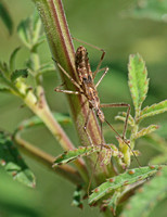 Assassin bug (nymph) - Zelus sp.