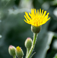 Telegraph-weed - Heterotheca grandiflora