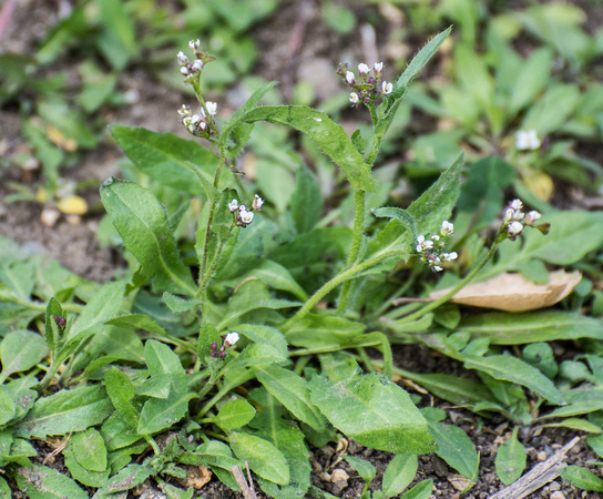 Shepherd's Purse - Capsella bursa-pastoris