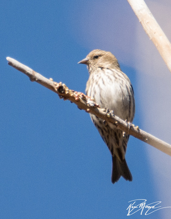 Pine Siskin - Spinus pinus