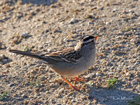 White Crowned Sparrow - Zonotrichia leucophyrs