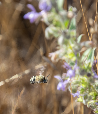 Digger bee- Anthophora urbana