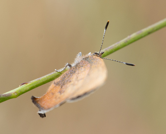 Brown Elfin - Callophrys augustinus
