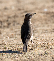 Sage Thrasher - Oreoscoptes montanus