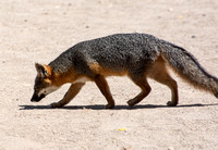 Island Fox - Urocyon littoralis