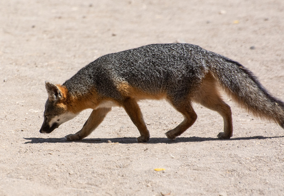 Santa Cruz Island Fox - Urocyon littoralis santacruzae