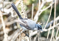 California Gnatcatcher - Polioptila californica