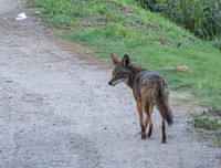 Coyote - Canis latrans