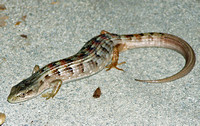 Southern alligator lizard - Elgaria multicarinata