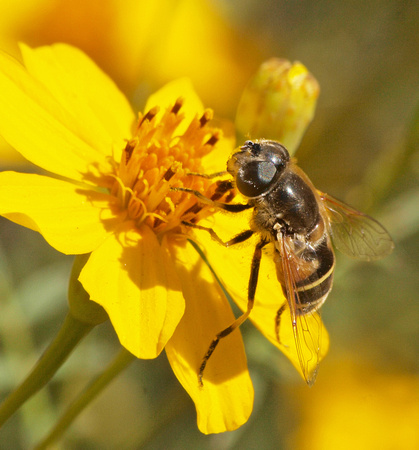 Drone fly - Eristalis or Palpada sp.?
