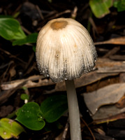 Fungus - Unidentified sp