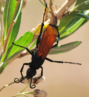 Tarantula Hawk 1 - Pepsis sp.