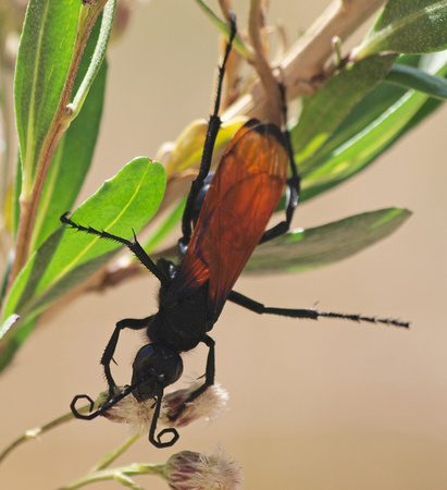 Tarantula Hawk 1 - Pepsis sp.